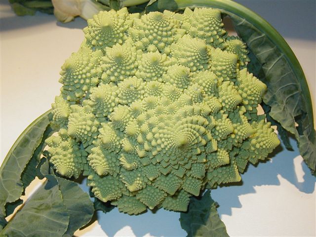 self-similar broccoli